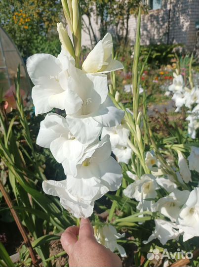 Гладиолусы белые