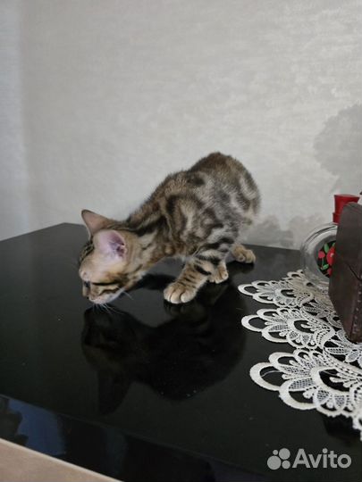 Бенгальские котята, мальчик и девочка