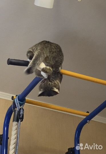 Кошка в добрые руки