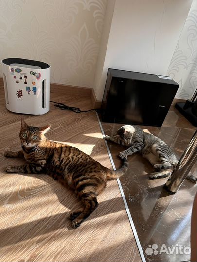 Котенок с улицы