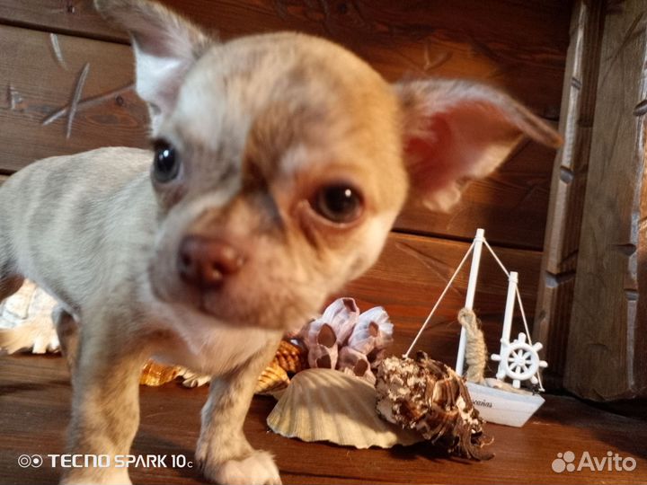 Щенки чихуахуа