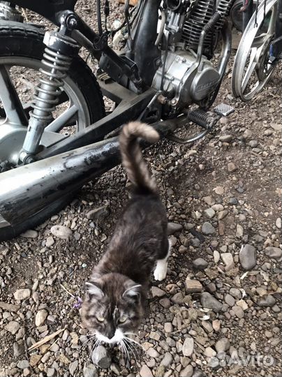 Двигатель,запчасти, Лифан 150-13