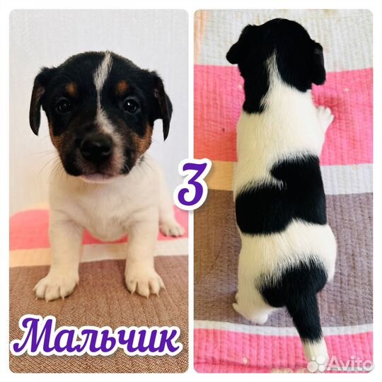 Щенки Джек Рассел терьер