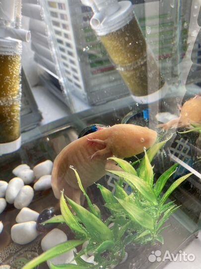 Аксолотль с аквариумом