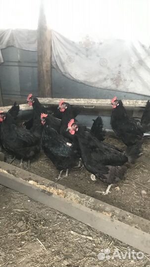 Куры домашние чёрные