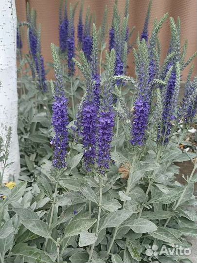 Почвопокровные растения - часть 1