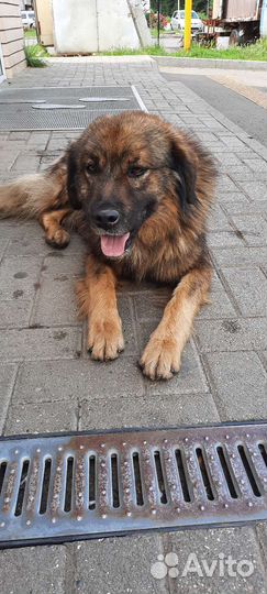 Молодой классный пёс Пушистик ищет дом