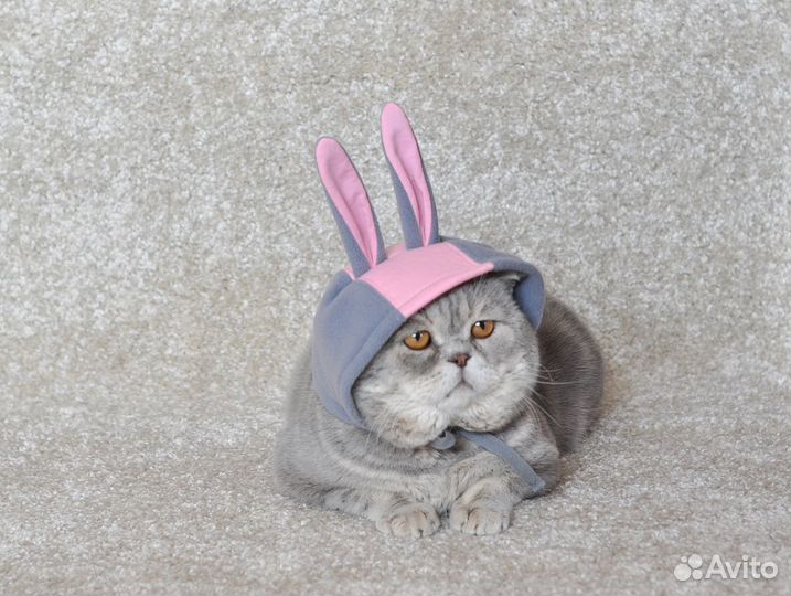 Британский Кот вязка