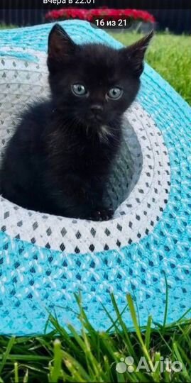 Котята в добрые руки бесплатно