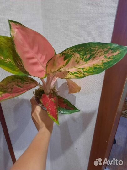 Комнатные растения