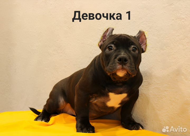 Американский Булли покет щенки