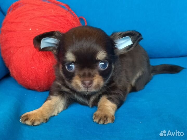 Чишка малышка