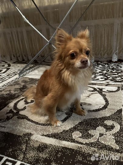 Собака чихуахуа длинношерстная, мальчик