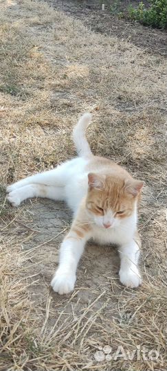 Котик в добрые руки