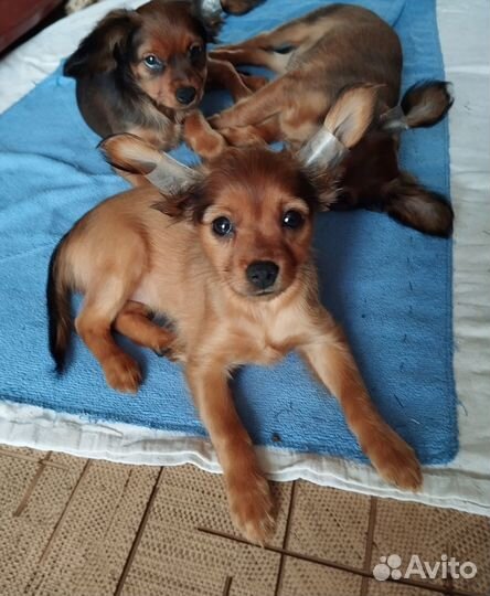 Щенок русского тоя, девочка