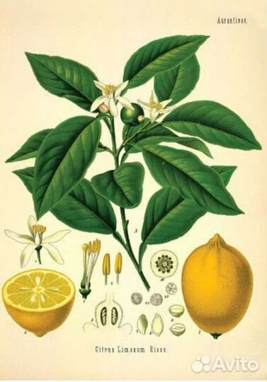 Постер ботаника