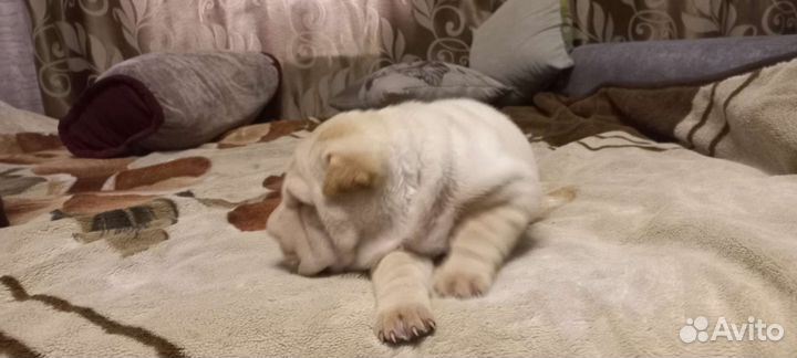 Собаки щенки шарпей