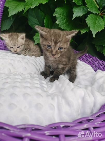 Отдам котят в добрые руки