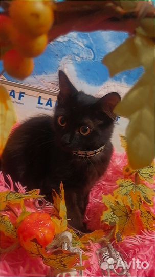 Отдам котенка в добрые руки