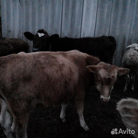 Продаются бычки и телка