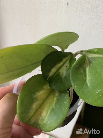 Хойя обовата вариегатная, hoya obovata var