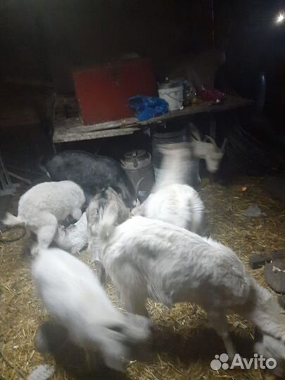 Коза дойная