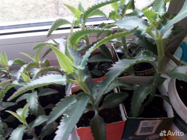 Каланхоэ лечебное