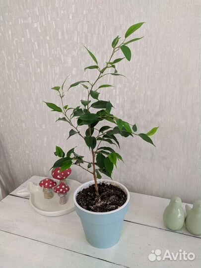 Монстера. Фикус Бенжамена. Держатель настенный