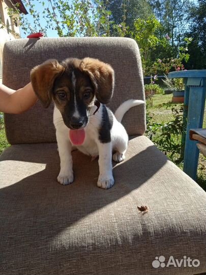 Щенок в добрые руки