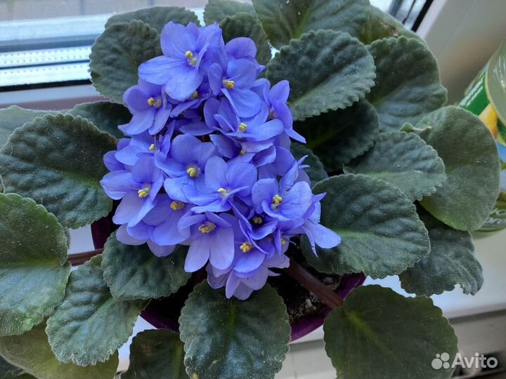 Фиалки голубая, фиолетово- белая (несколько штук)