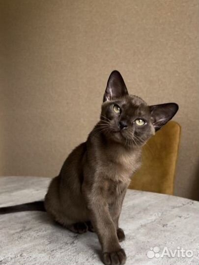 Бурманские котята