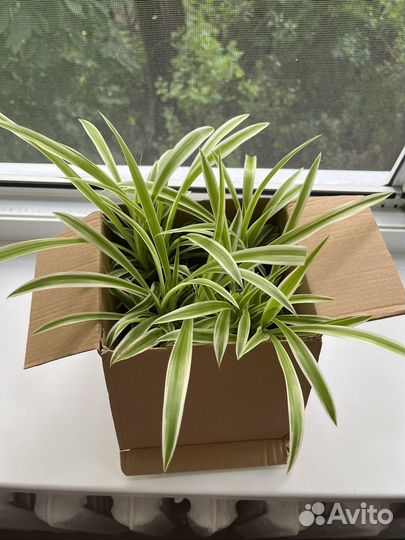 Хлорофитум лаксум