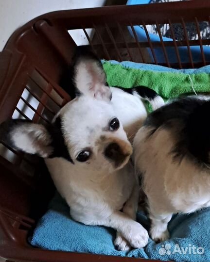 Щенки чихуахуа