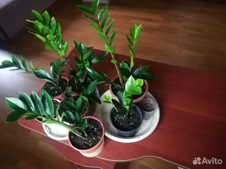 Замиокулькас долларовое дерево)