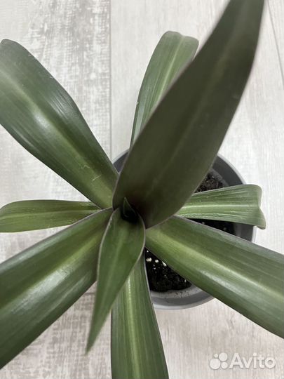 Традесканция рео