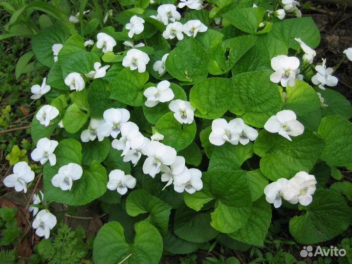 Фиалка сестринская,или мотыльковая (Viola sororia)