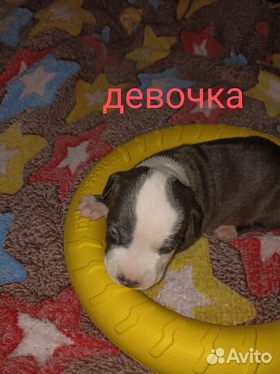 Щенки амстаффа