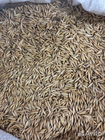 Семена овса