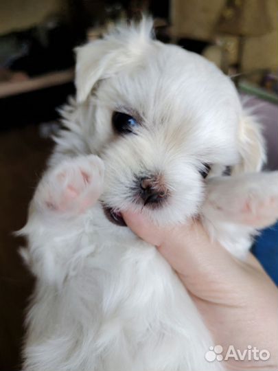 Щенок мальтезе мини (мальчик, Мальтийская болонка)