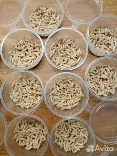 Червь навозный