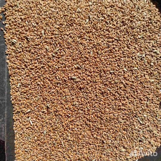 Зерно пшеницы 2023