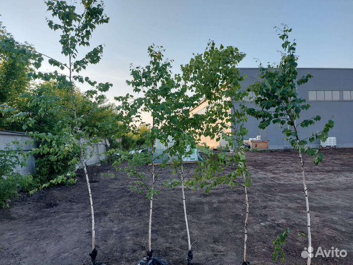 Саженцы Березы