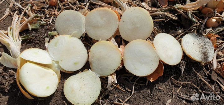 Лук Штутгарт опт