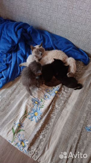 Невская маскарадная