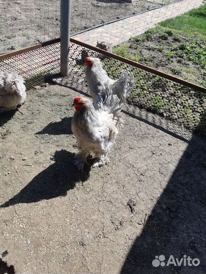 Петух брама изабела