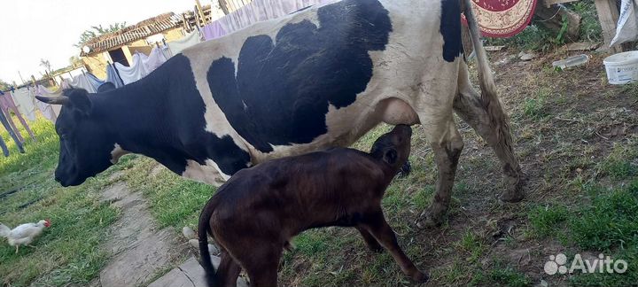 Корова высокоудойная