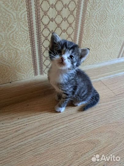 Котенок ищет дом или передержку