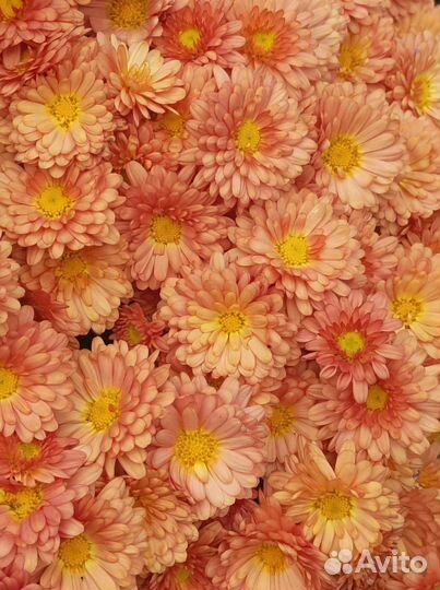 Хризантемы