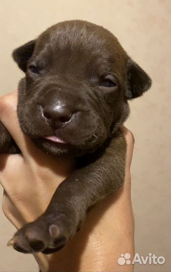 Щенки американского питбультерьера