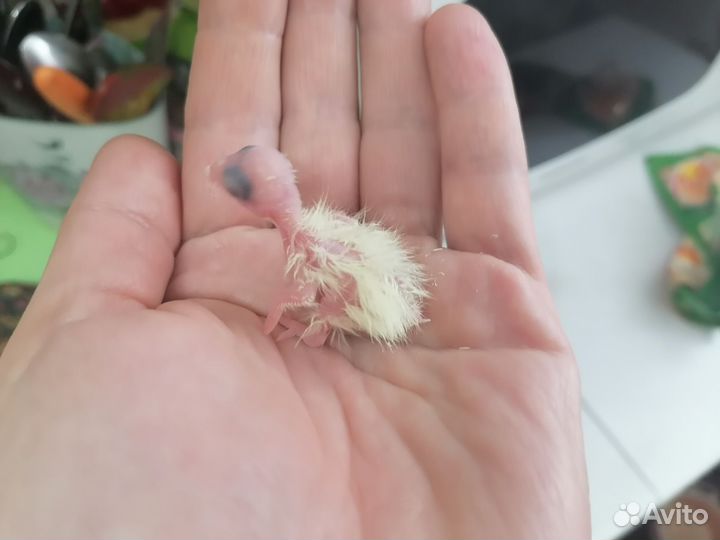 Попугай корелла(птенцы)